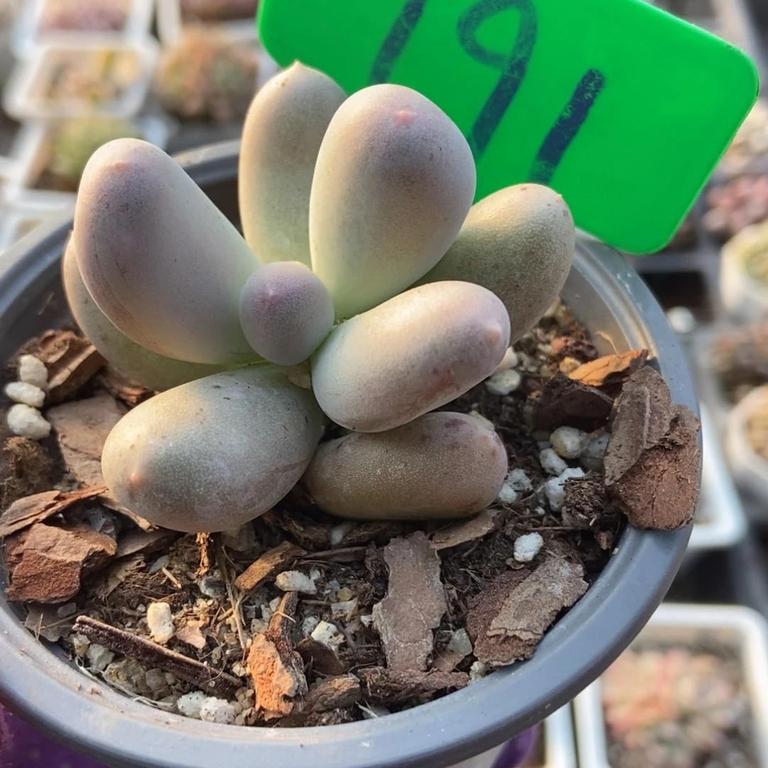 791米可奶多肉植物