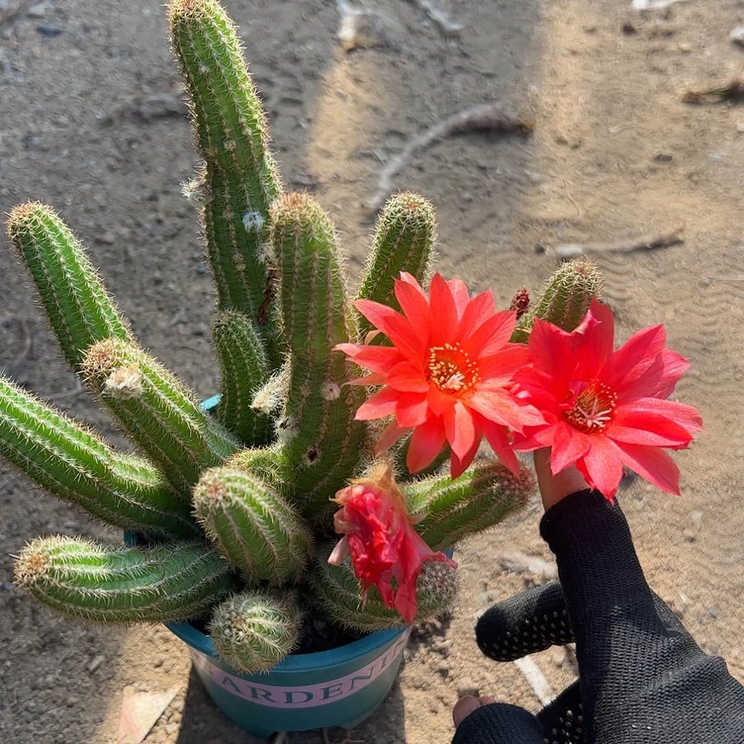 无花朵一****白檀繁荣4578889