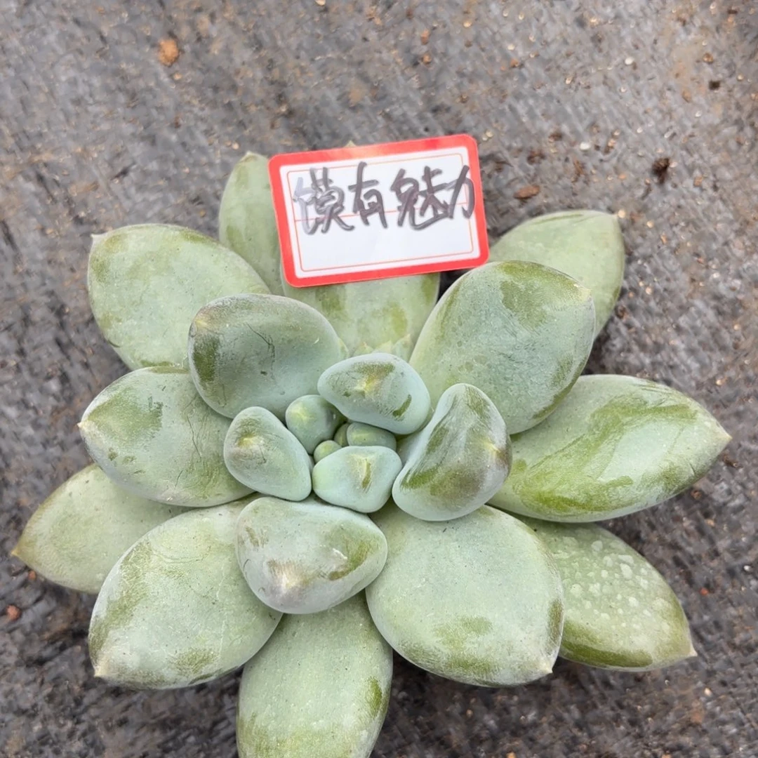 *****哥特单头魅力专拍9.18寄养