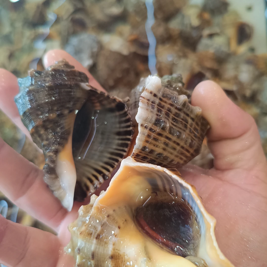 鲜活小海螺(500g)