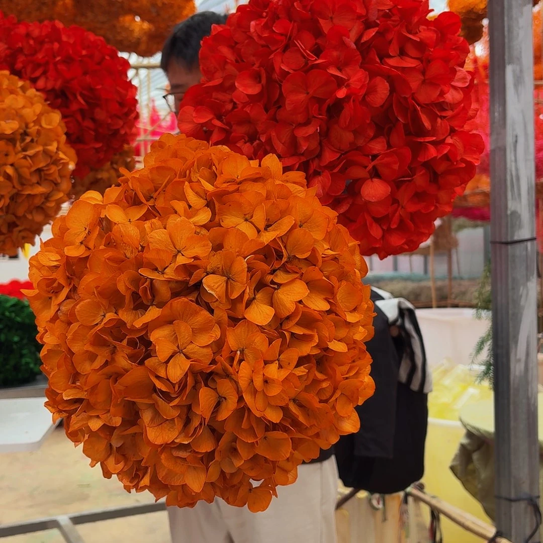 永生大叶绣球2枝 橙1红1