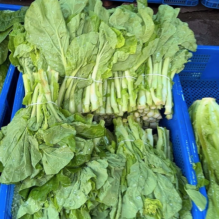 中国大陆两斤白菜台