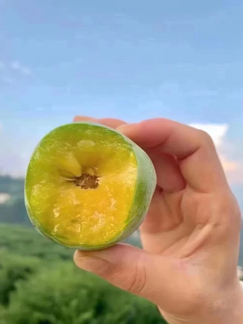 贵州蜂糖李疤痕瑕疵果60枚装（介意勿拍）