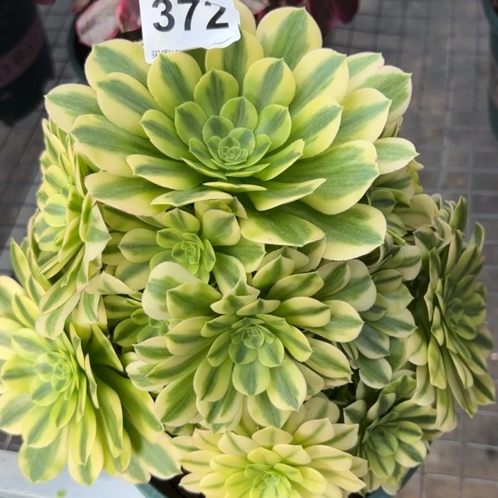 372金丝翡翠20厘米左右