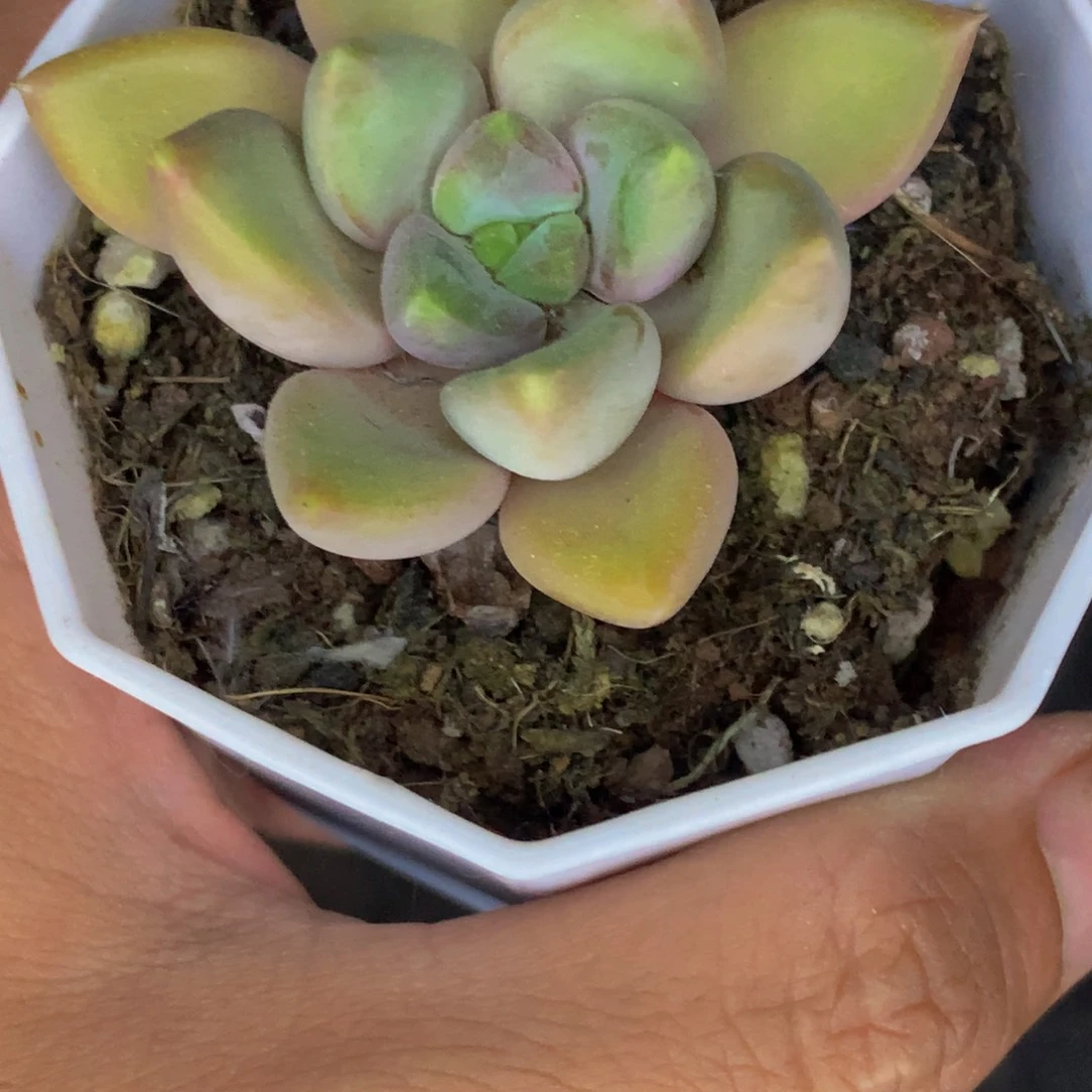 粉象牙。（满9.99包邮不满9.99发叶子）