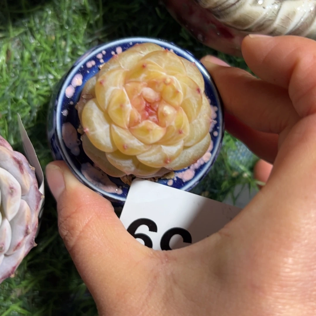 凉***干159 一物一拍多肉植物组合盆栽