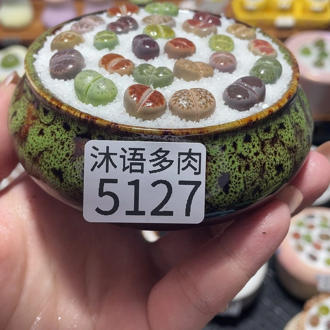 带盆土植物 一物一拍5127