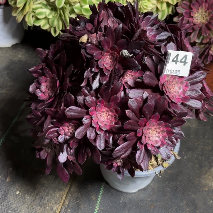 瑞妈多肉园艺144