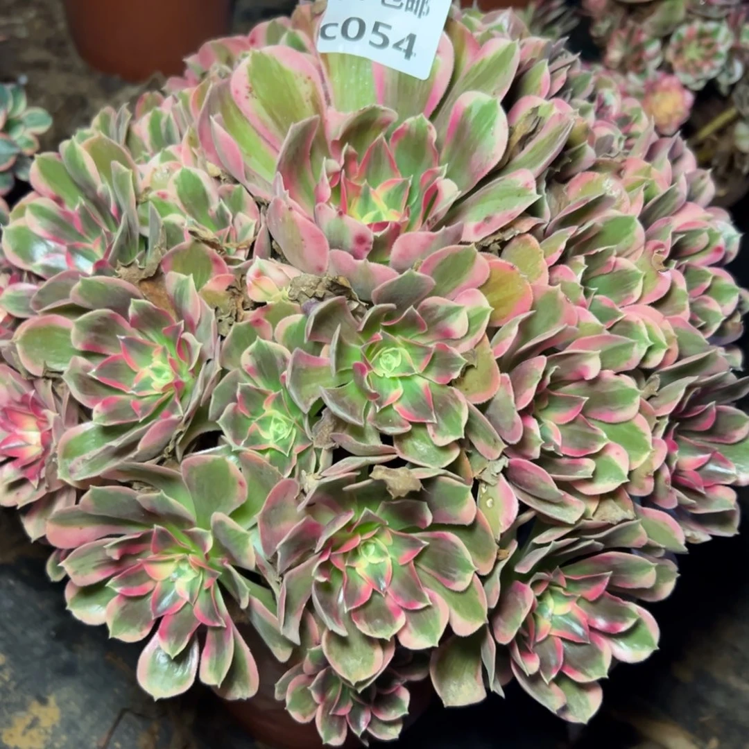 054男神，多肉法师