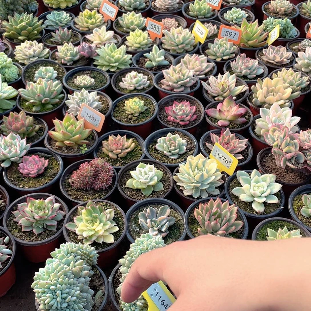 永***里一组六个1164号多肉