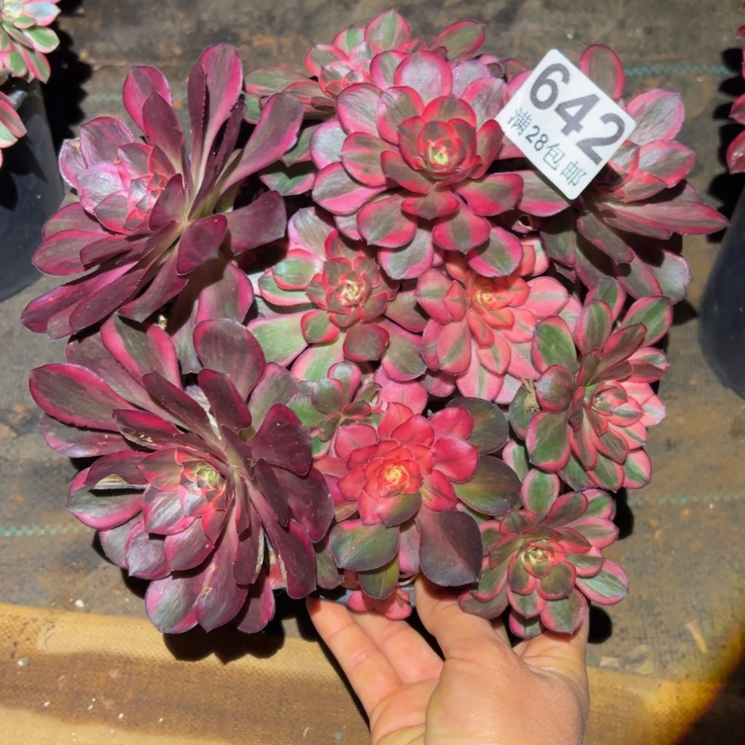 多肉植物642纳福的