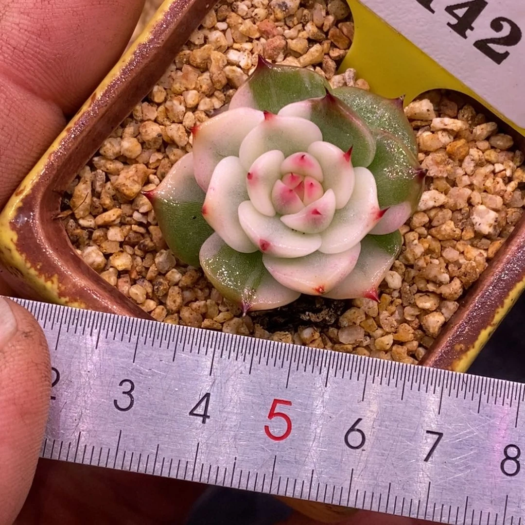 2142吉娃娃精控，宽锦