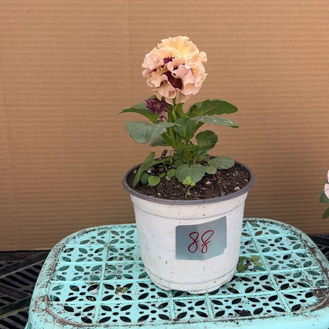 【闪购商品】完全开放088号