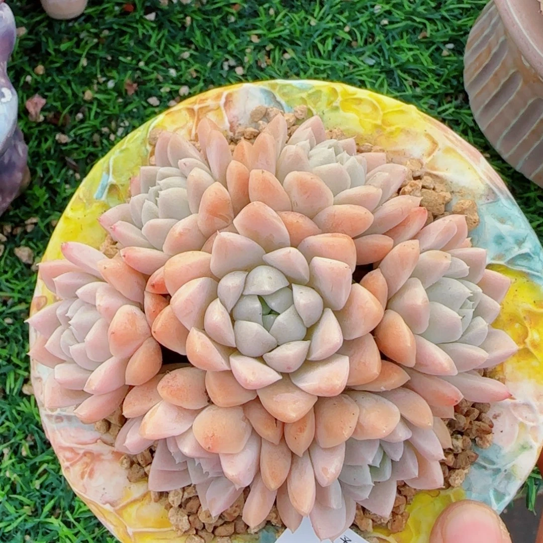 月影手捧，7681多肉植物