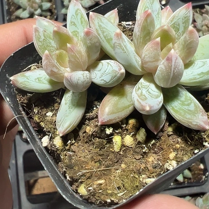 炫彩星精品多肉植物大战