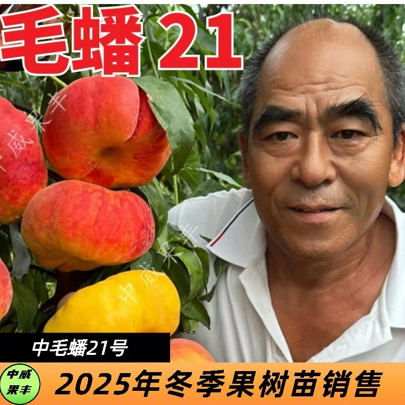 中蟠21号黄毛蟠果树8月下旬成熟挂树期长耐储运抗旱抗寒