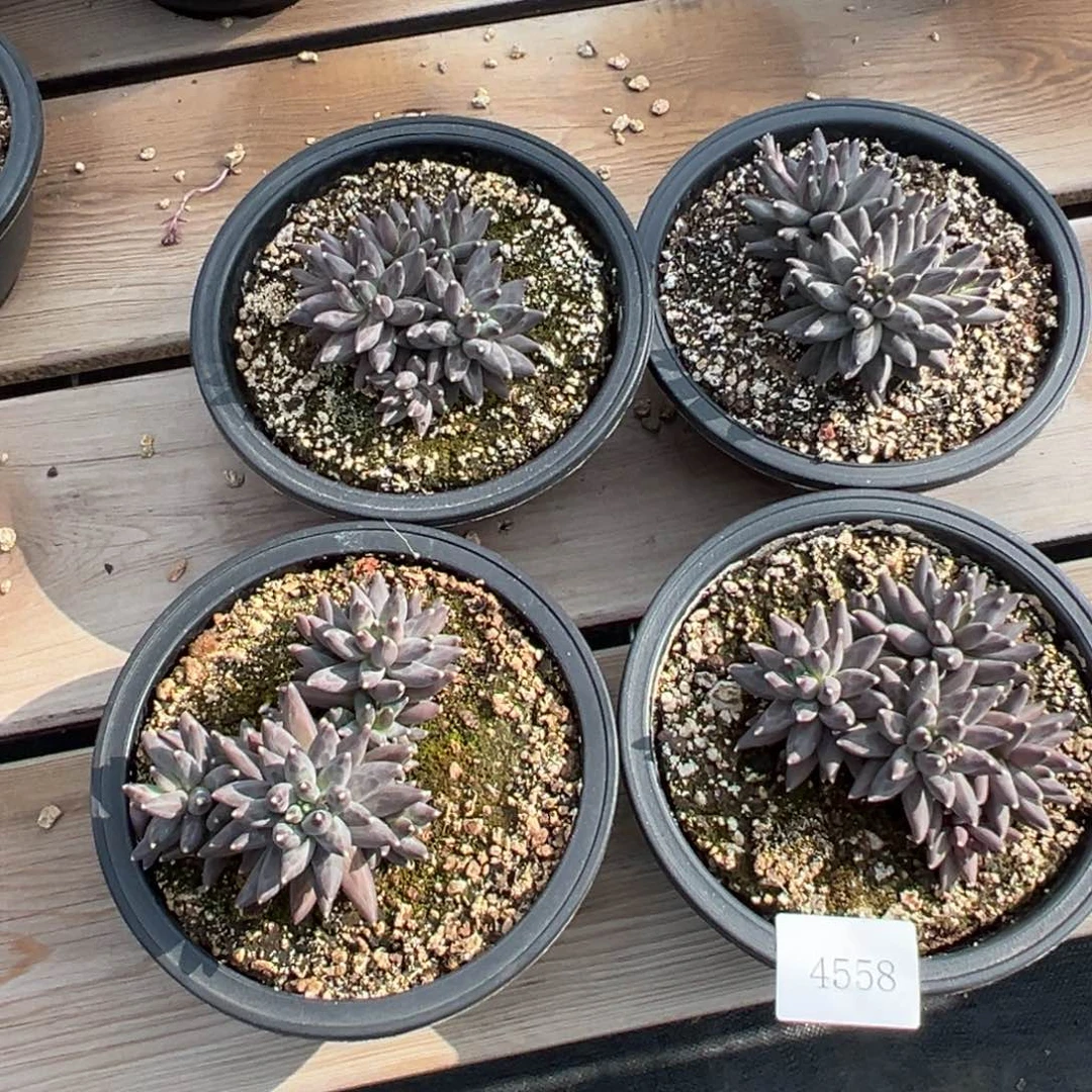 4558多年多的的的的