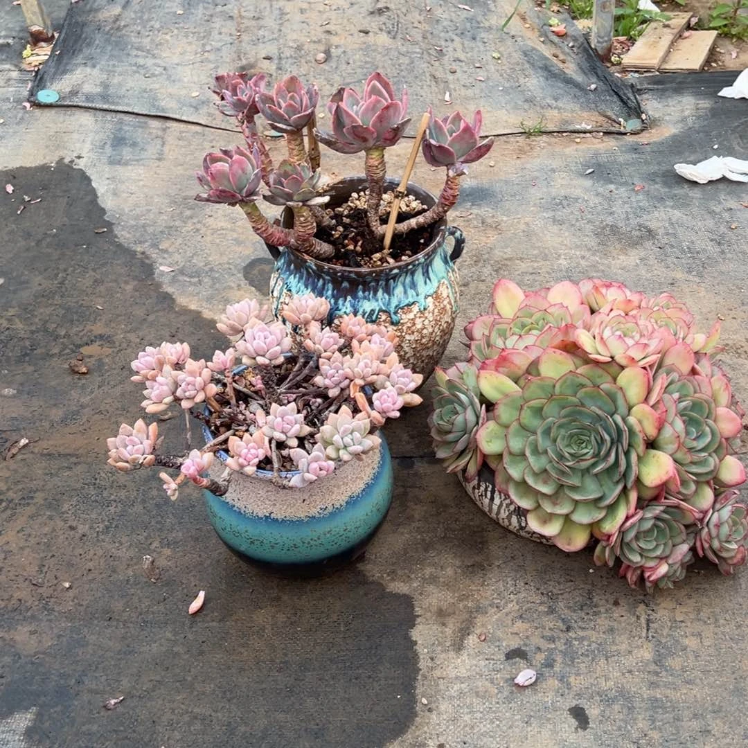 精品牡丹亭加盆加朱莉斯加奥普杂交打包