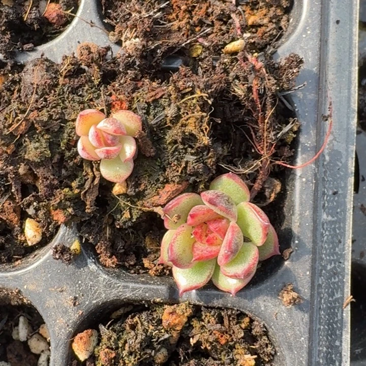 黑水晶锦一物一拍222