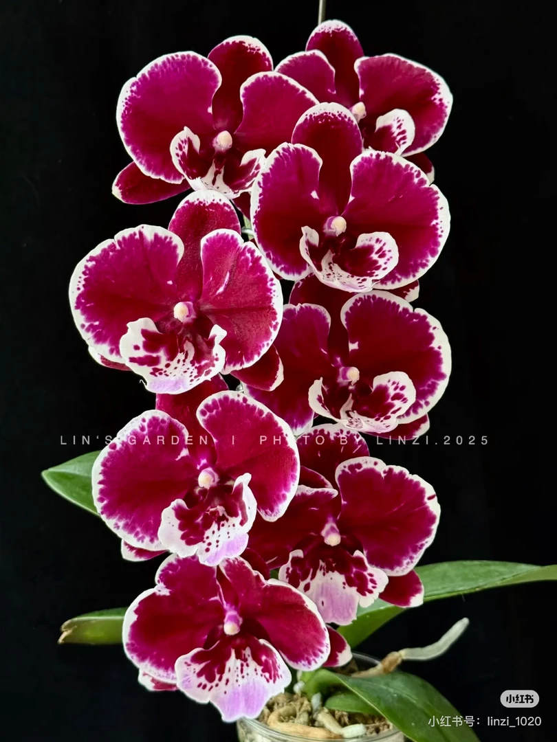 【圆舞曲未出剑】蝴蝶兰圆舞曲中大花型（ch2192）3.5苗子发货