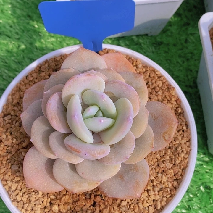 多肉植物，开心多肉