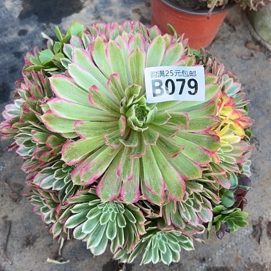 用****3一颗多肉法师植物