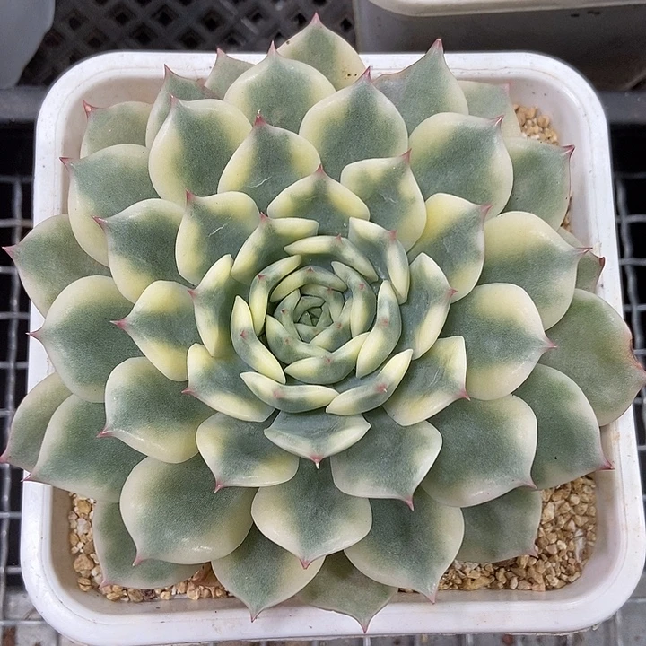 艾丽卡锦多肉植物