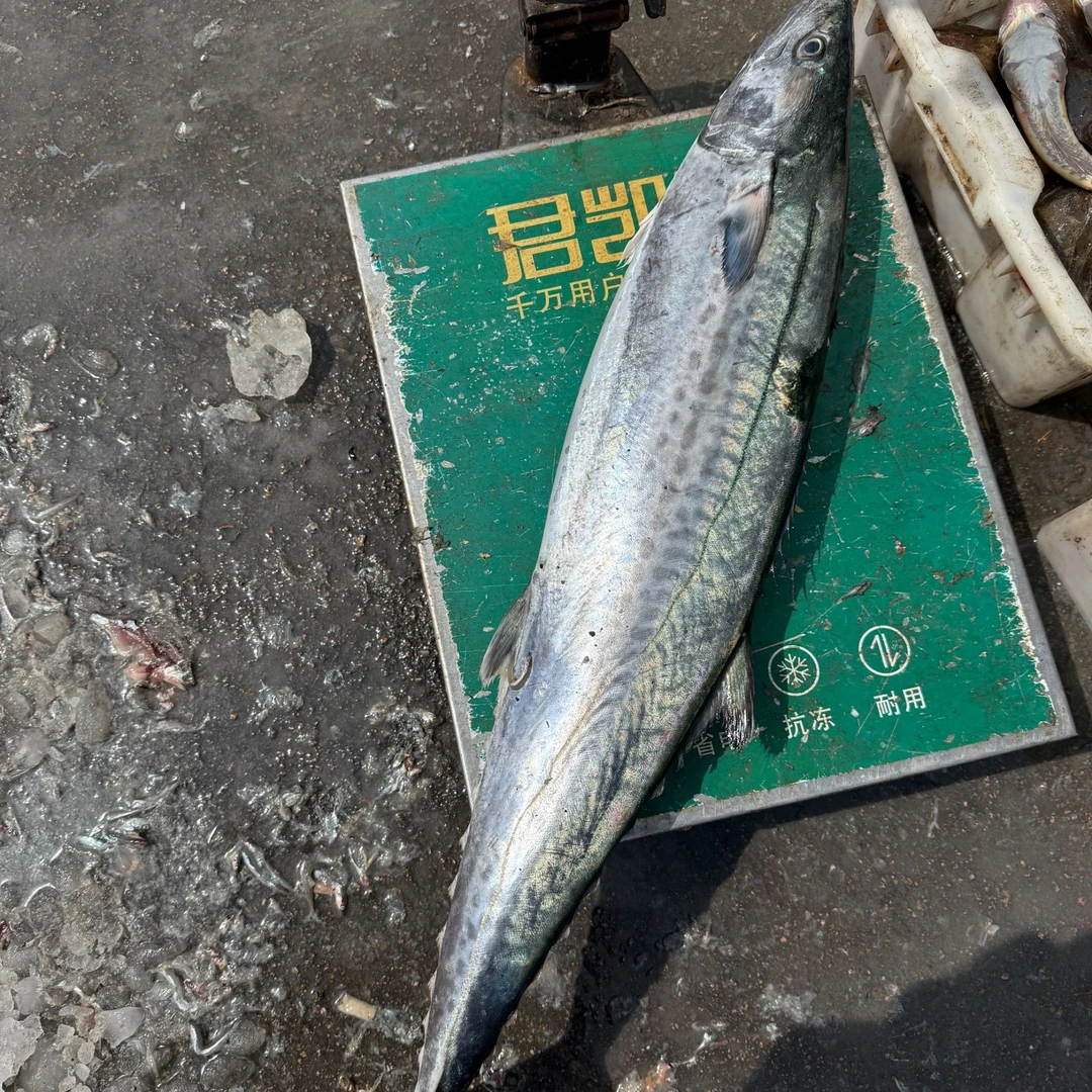 青岛琅琊镇原产地大鲅鱼顺丰冷链新鲜速冻发货
