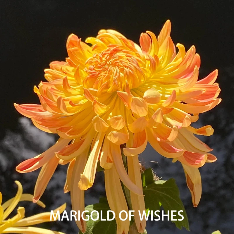 大炸！30ml蜜糖许愿菊单方精油