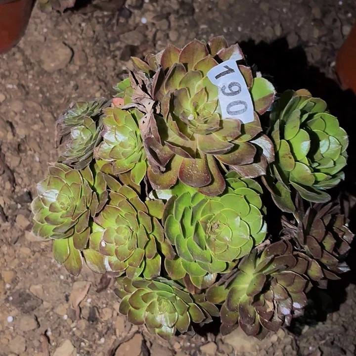 190男爵多肉植物不售后