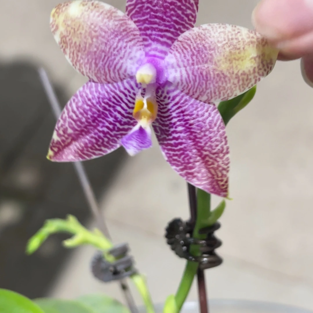 完全开放蓝莓精灵-1374