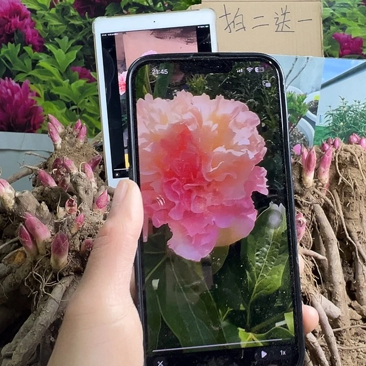 完全开放路易斯的选则