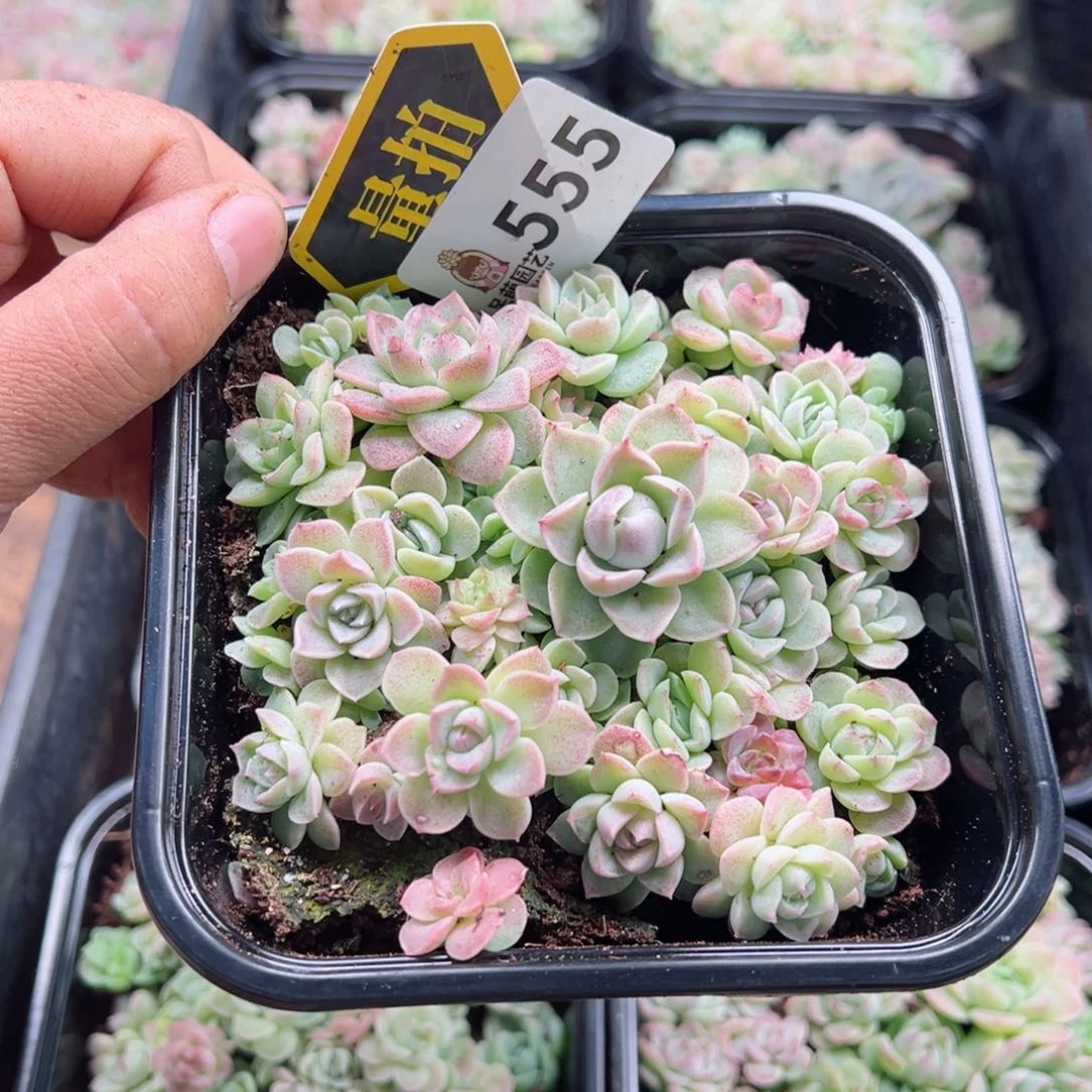 多肉植物多肉植物