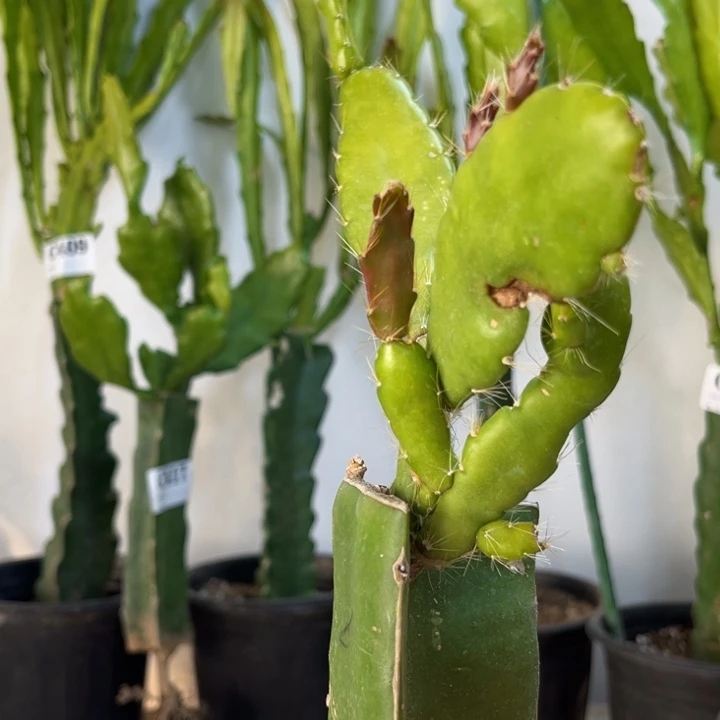 当前无花栽培后可以开花418