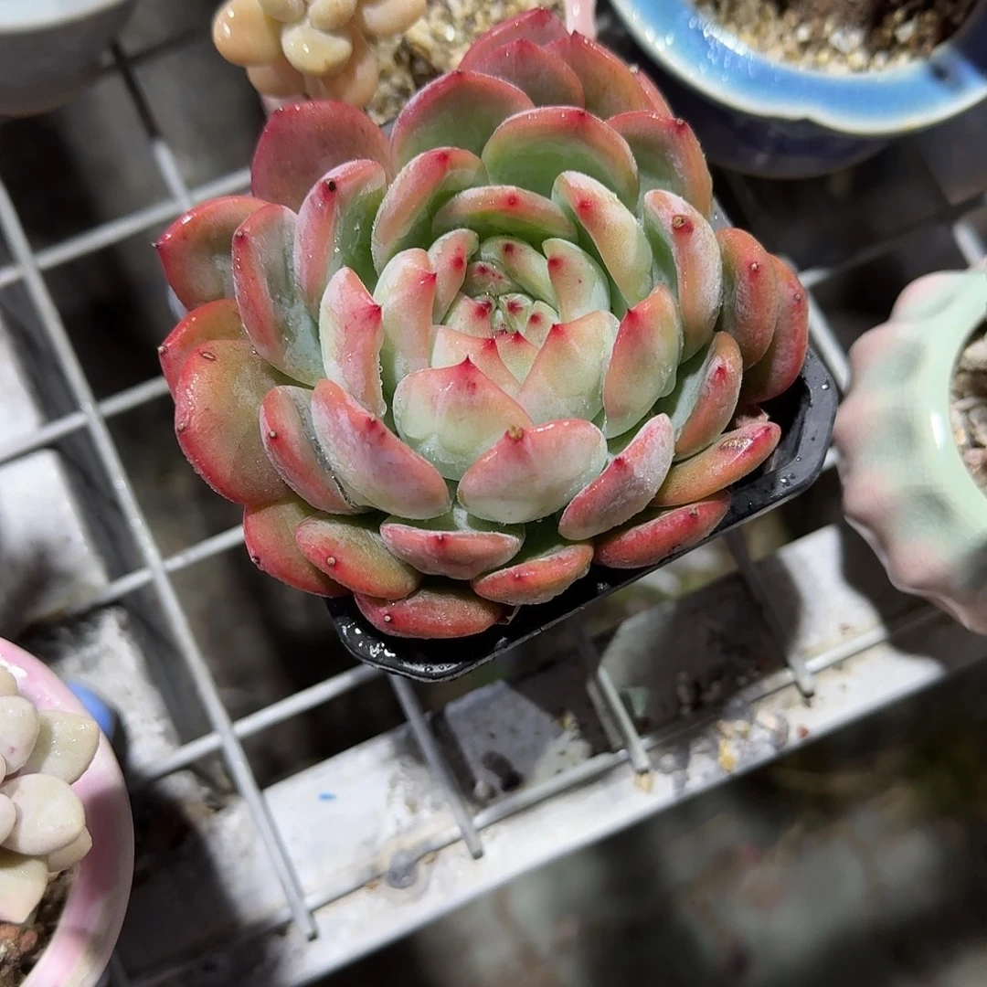 红鸾特价一颗多肉植物