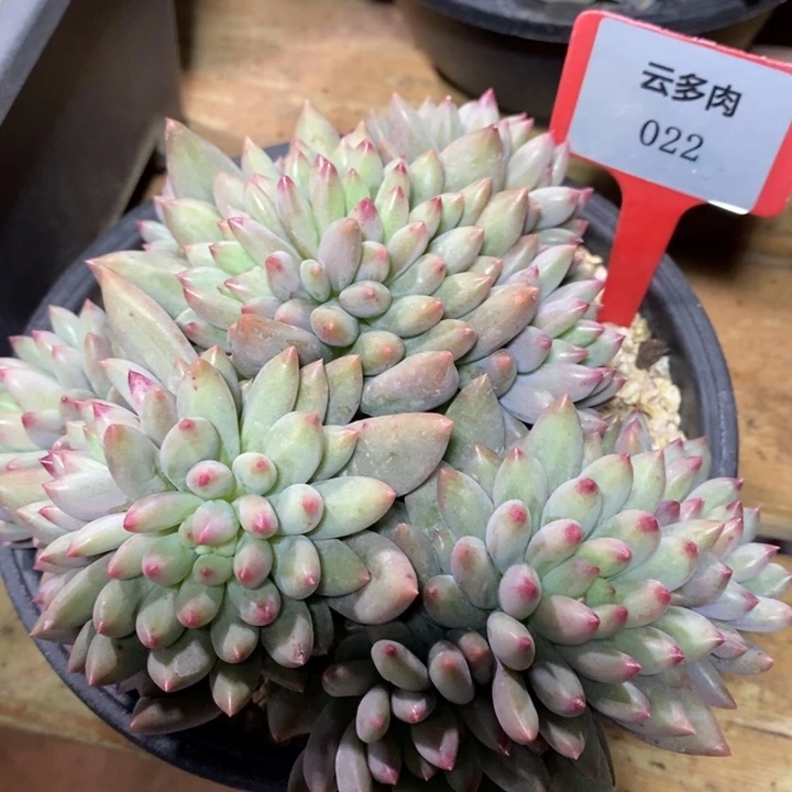 D022- 直播福利 岩字捧花