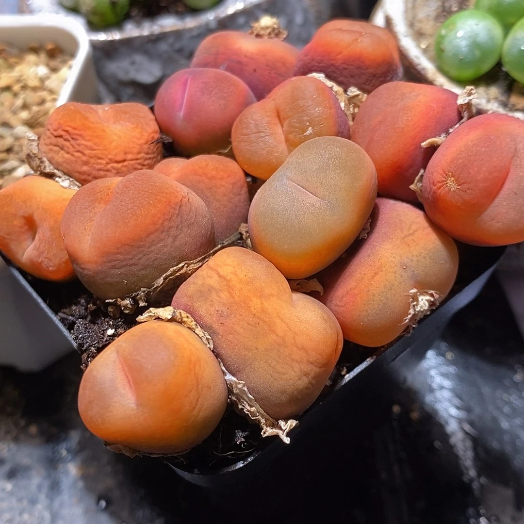 双头水蜜桃有瑕疵一颗。