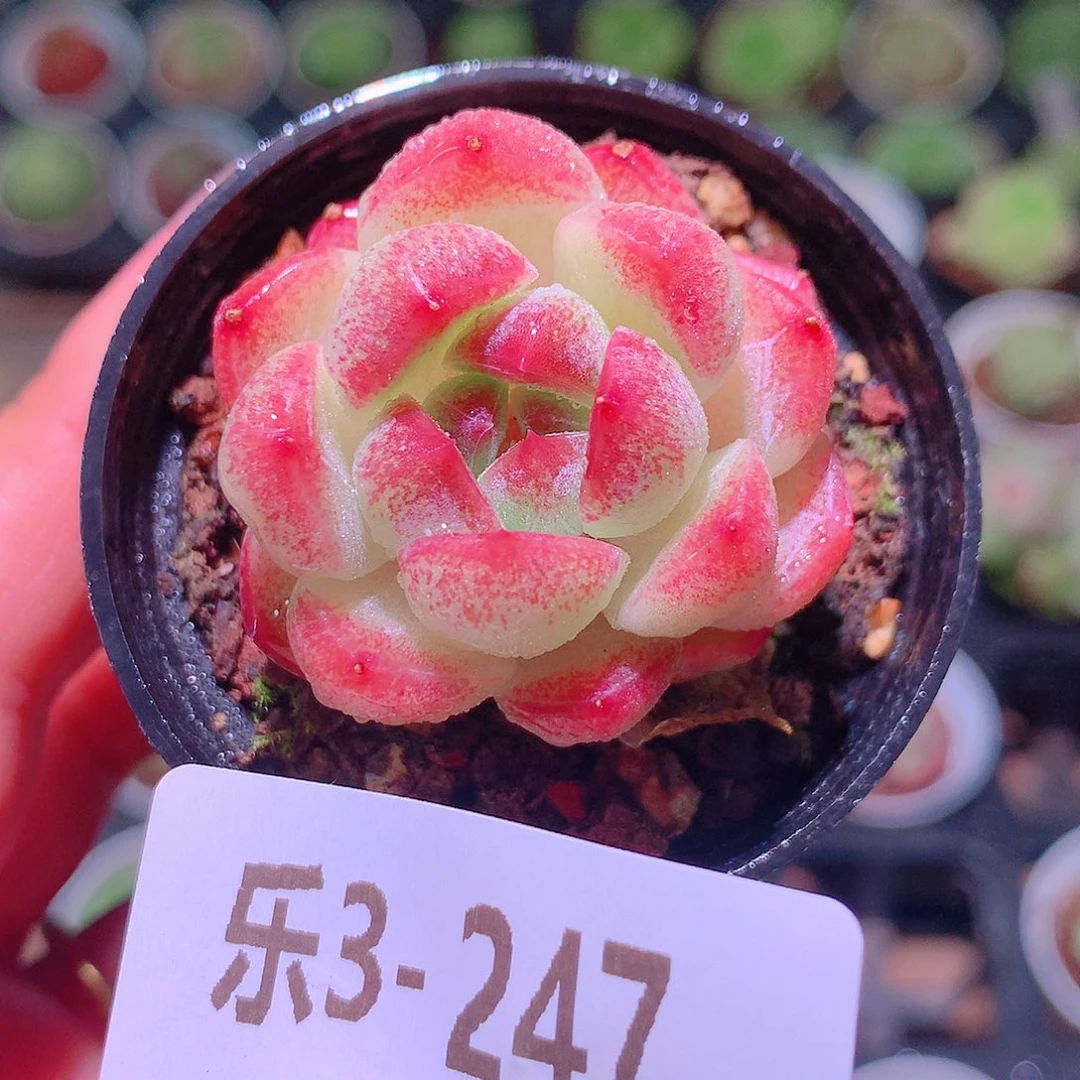 乐然3-247 新品单头