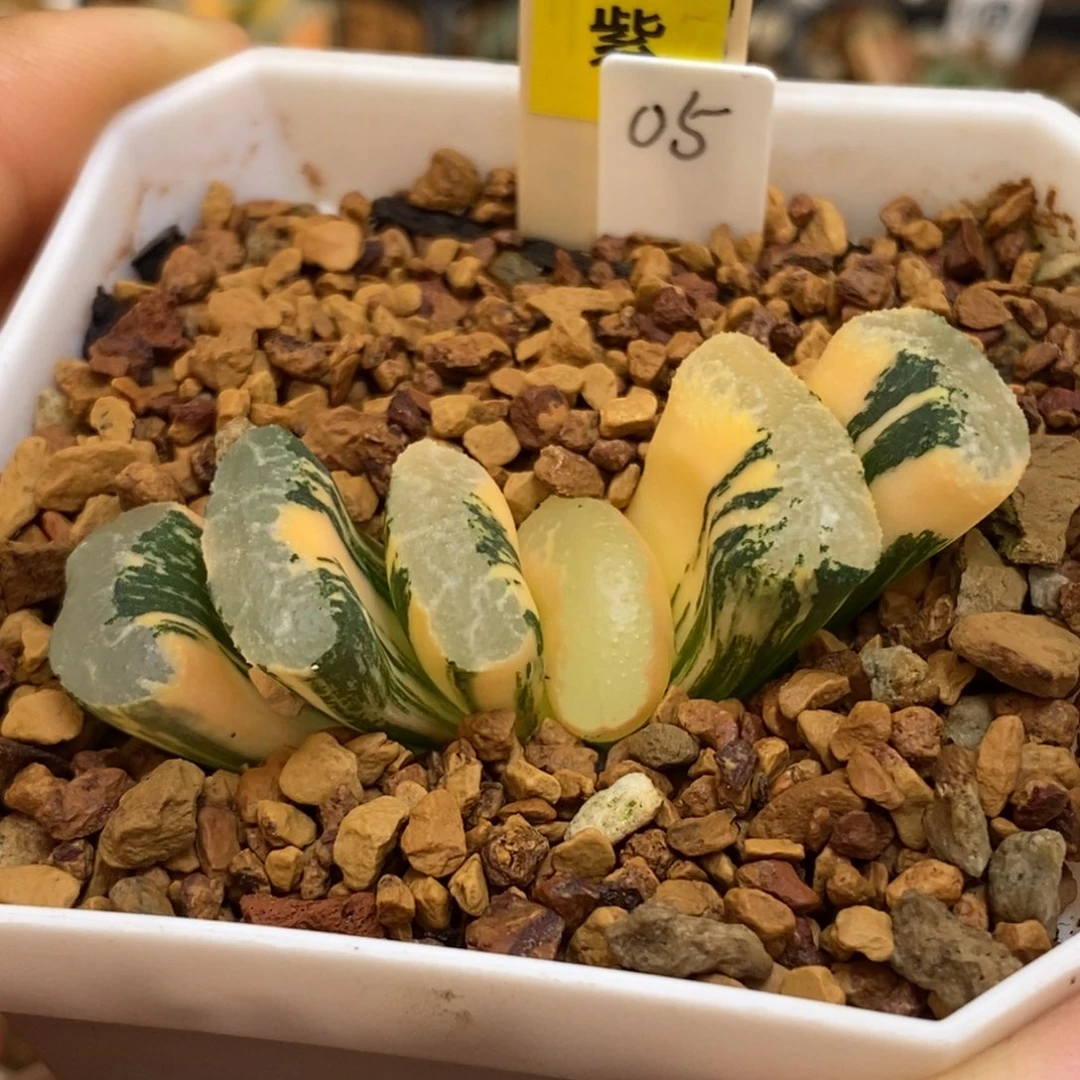 650浮藻玉扇多肉植物