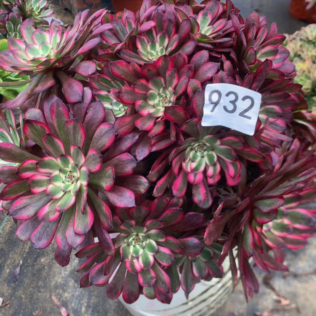 秋*932红金刚多肉植物