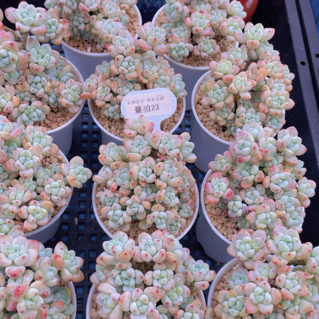 量拍23号胭脂果冻罗琦老桩群一个