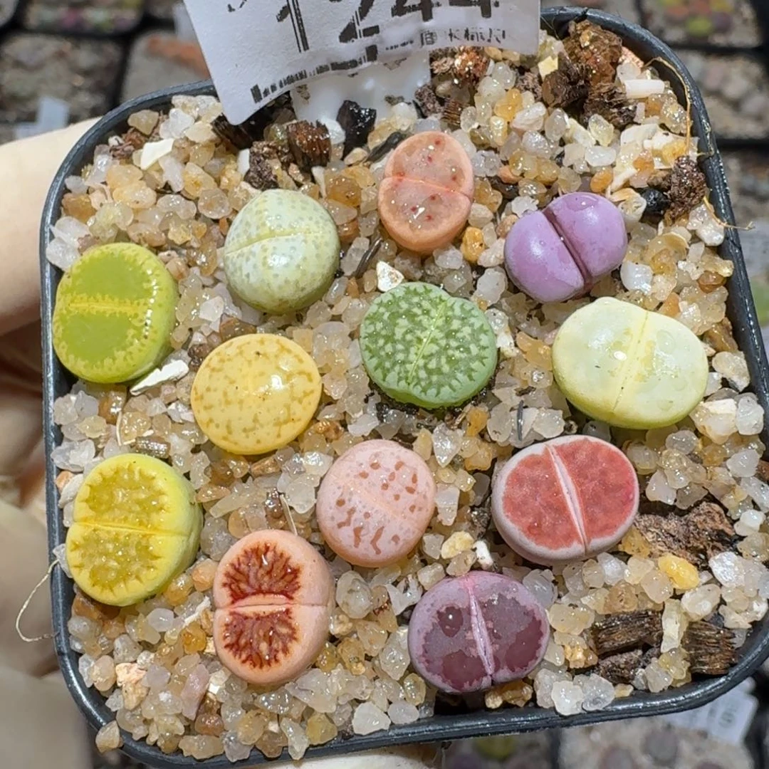 zzz精品也福利1244