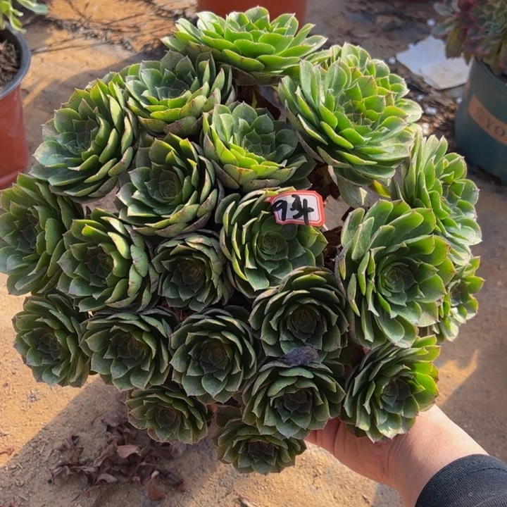 万拉丝多肉植物9-34