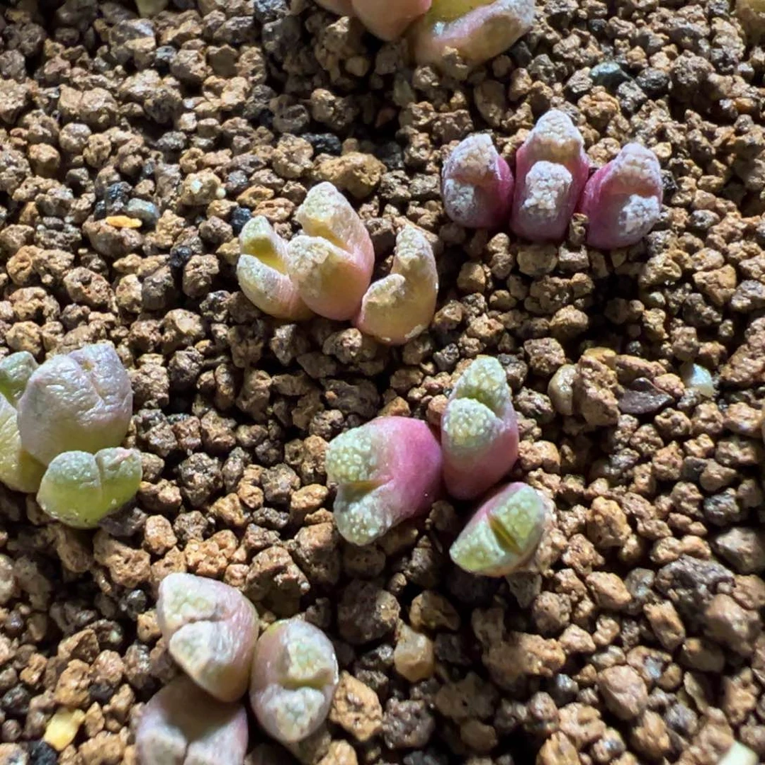 量拍火柴头一群，多肉