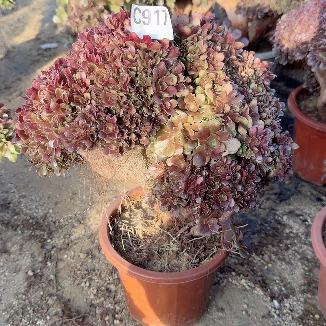 用****花917玫瑰朵朵微瑕一颗