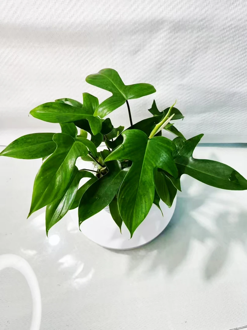 纯水培飞机蔓绿绒龟背竹大叶干净好养活净化空气绿植室内室外
