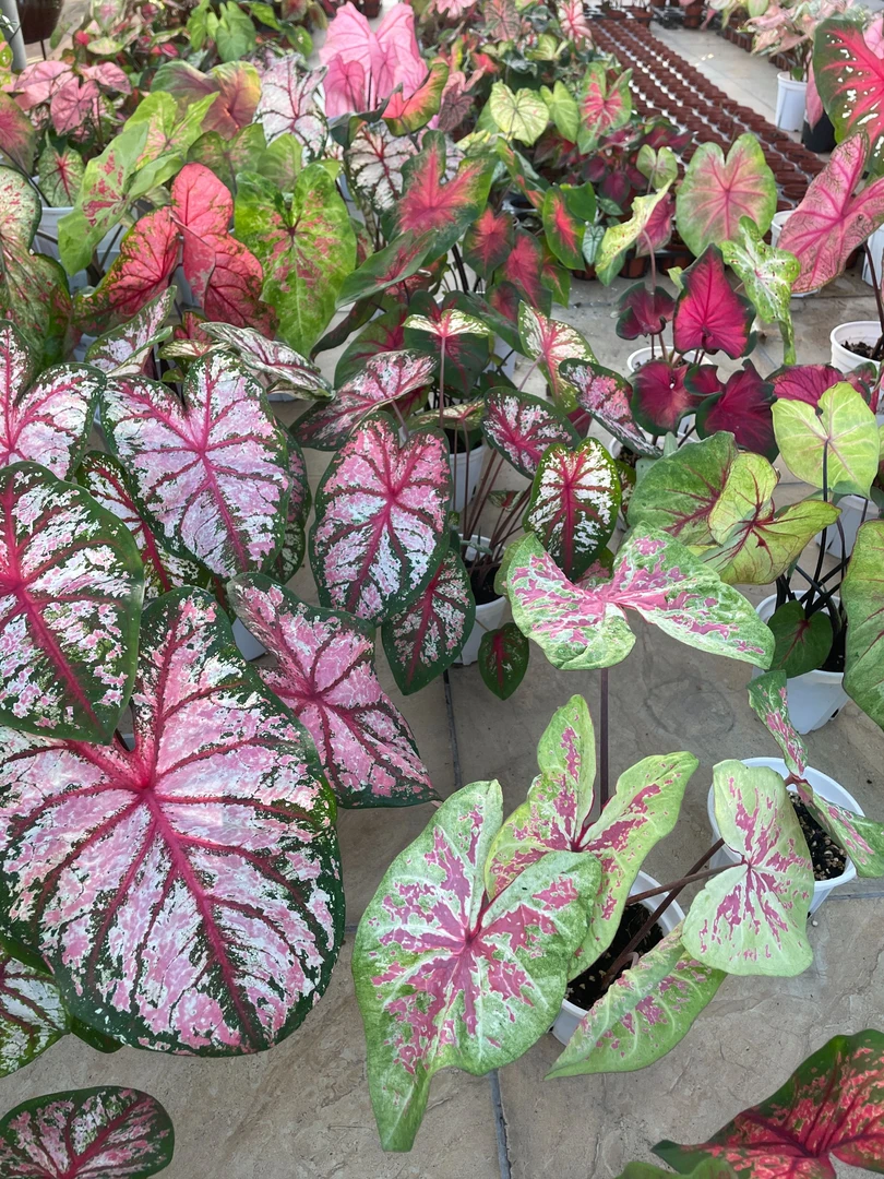 彩叶芋小盆苗链接