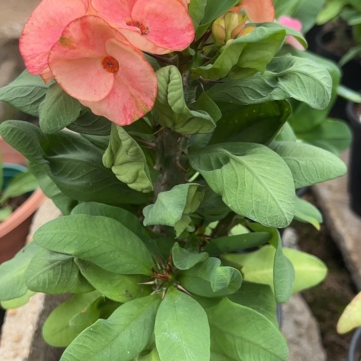 火***瑰泰品扦插一物一拍