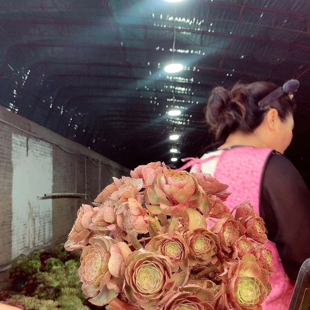 无花朵柒哥多肉法师不包侧断枝198