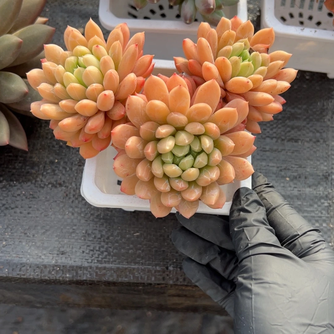 百搭翡翠多肉一物一拍